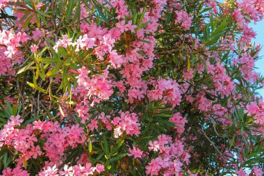 Bush zakkum çiçekleri