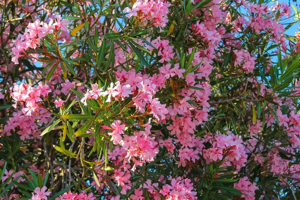 Oleander flowers on the bush — Stock Photo, Image