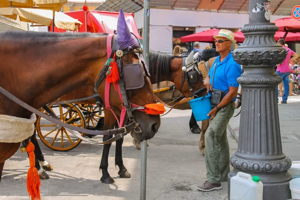 Человек кормит лошадь на площади Пьяцца дель Дуомо в Пизе, Италия — стоковое фото