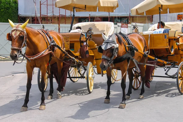 Carruajes tirados por caballos en la Piazza del Duomo de Pisa, Italia — Foto de Stock