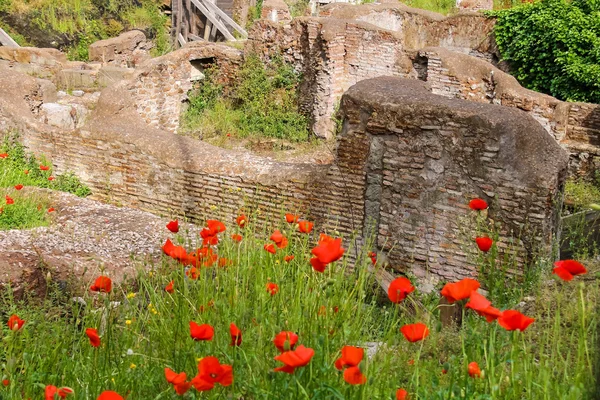 Červené máky na archeologických vykopávkách v historické části Říma, Itálie — Stock fotografie