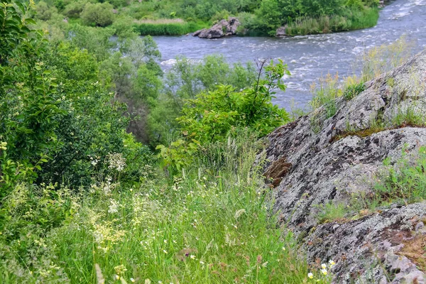 Fiori selvatici e massi ricoperti di muschio vicino al fiume — Foto Stock