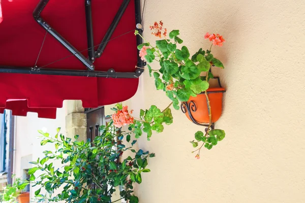 Pote de flores adornam as paredes da casa — Fotografia de Stock