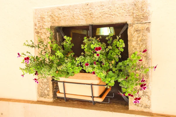 Pot af blomster i en niche vægge af huset - Stock-foto