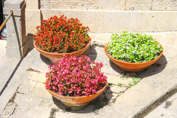 Três vasos de flores com begônia na calçada da cidade italiana — Fotografia de Stock