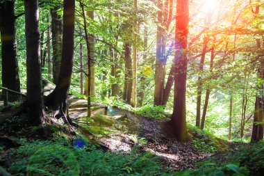 Güneş ışınları yaz ahşap çalılık içinde