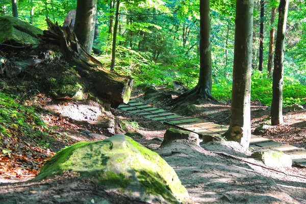 Solig dag i skogen sommaren park — Stockfoto