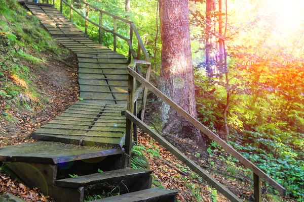 Sökvägen i Carpathian Forest Reserve — Stockfoto