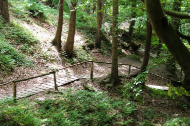 Karpat orman rezerv yolundaki