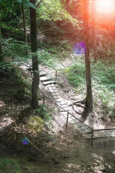 Sökvägen i Carpathian Forest Reserve — Stockfoto