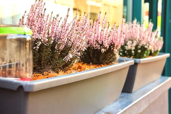 Pot plants on a street in Dutch city — Stock Photo, Image