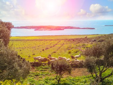 Favignana Adası bir çiftlikte inek sürüsü