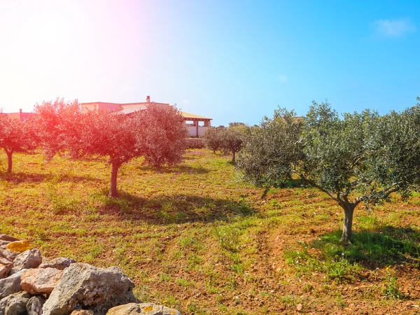 Olive tuin op de boerderij op een eiland Favignana — Stockfoto