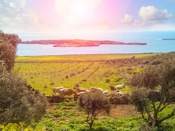 Besättning med kor i en gård på ön Favignana — Stockfoto