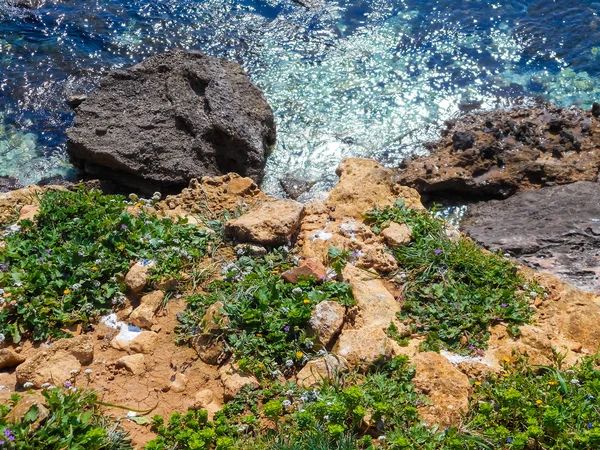Wiosenne kwiaty na klifie Morza Śródziemnego — Zdjęcie stockowe