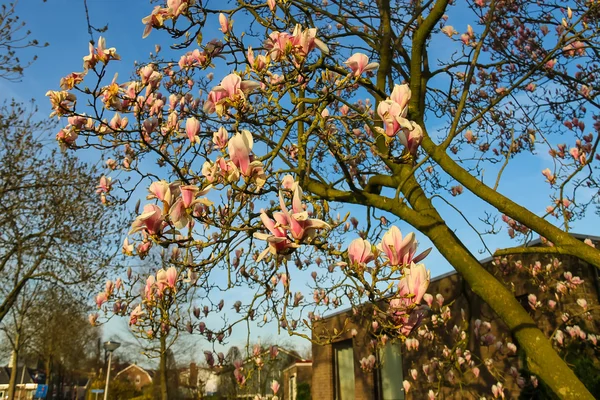 Blooming magnolia in spring Dutch city at sunset — Stock Photo, Image