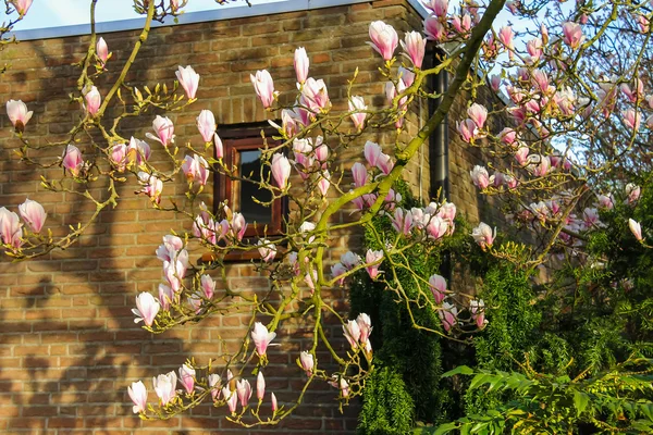 Blooming magnolia in spring Dutch city at sunset — Stock Photo, Image