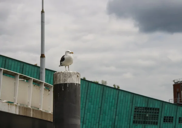 Seagull staande op een paal op de achtergrond van museum Nemo in A — Stockfoto