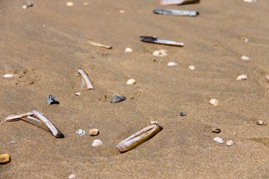 Deniz kabukları ıslak kum üzerinde. Zandvoort, Nethe yaz Kuzey Denizi