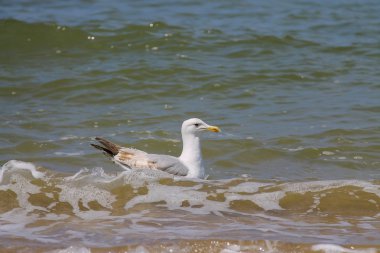 Zandvoort, Hollanda Kuzey Denizi'nde yüzme martı