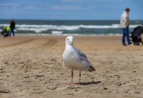 Seagull staande op zandstrand in Zandvoort, Nederland — Stockfoto