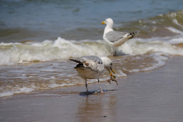 两个海鸥在 Zandvoort，Netherlan 北海水 — 图库照片