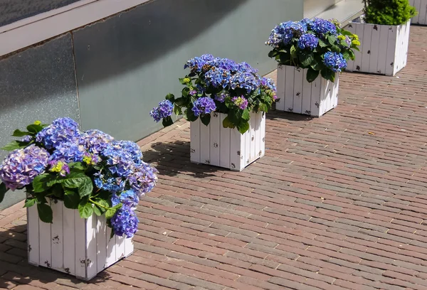 Cajas de madera con flores violetas hortensias como una decoración en — Foto de Stock