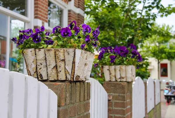 Traditional street decoration with violets in Zandvoort, the Net — Stock Photo, Image