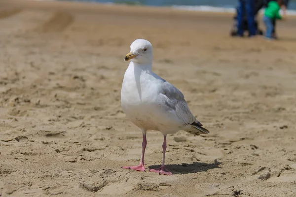 Gaviota de pie en la playa de arena en Zandvoort, Países Bajos —  Fotos de Stock