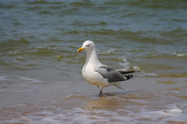 Seagull i ett vatten från Nordsjön i Zandvoort, Nederländerna — Stockfoto