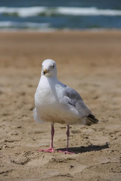 Seagull staande op zandstrand in Zandvoort, Nederland — Stockfoto