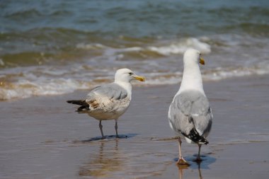 Zandvoort, Netherlan Kuzey Denizi'nde suya iki martı