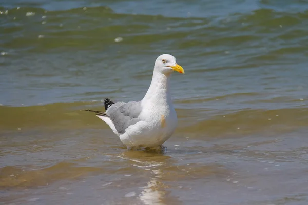 Seagull in een water van de Noordzee in Zandvoort, Nederland — Stockfoto