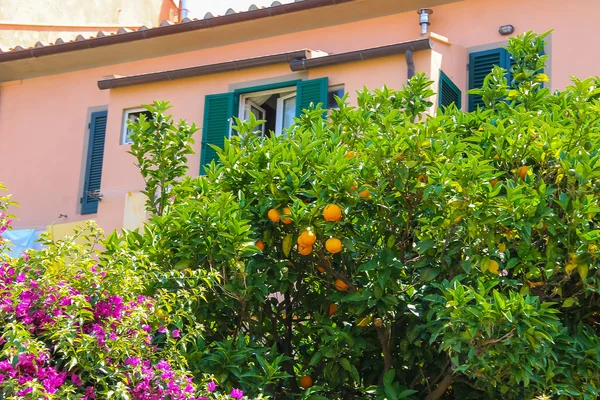 Orange tree  and blooming bush near the small house in picturesq — Stock Photo, Image