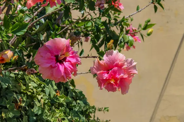 Hermosas flores de hibisco rosa en la pared de fondo — Foto de Stock