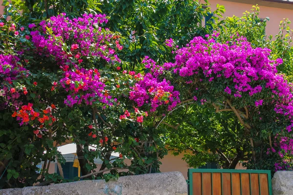 Hermosos arbustos florecientes cerca de la pequeña casa en pintoresco It — Foto de Stock