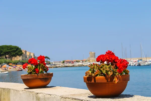 Decortive krukor med blommor vid vattnet på ön Elba. Ma — Stockfoto