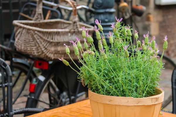 Pote com planta decorativa na mesa de café de rua ao ar livre — Fotografia de Stock