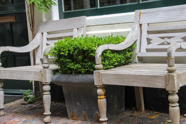 Traditional Dutch wooden benches surrounded by decorative plants — 图库照片