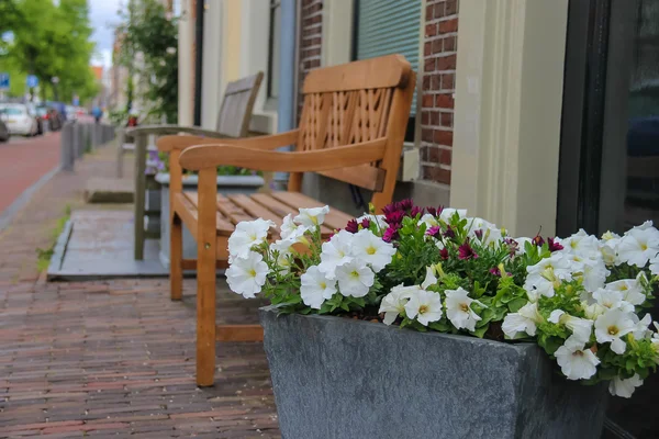 Traditional Dutch wooden benches surrounded by decorative plants — Stock Photo, Image