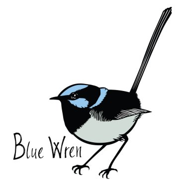 Kuşlar koleksiyon mavi Wren renk vektör