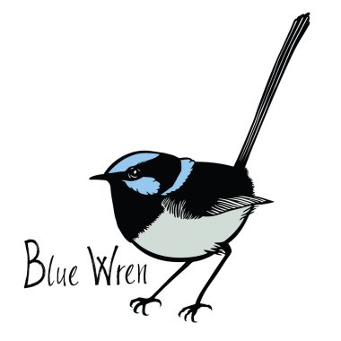 Birds collection Blue Wren Color vector clipart