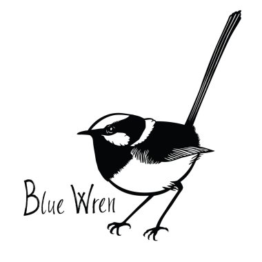Kuşlar koleksiyon mavi Wren siyah ve beyaz vektör