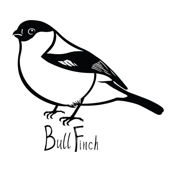 Coleção de pássaros Bullfinch Vetor preto e branco — Vetor de Stock
