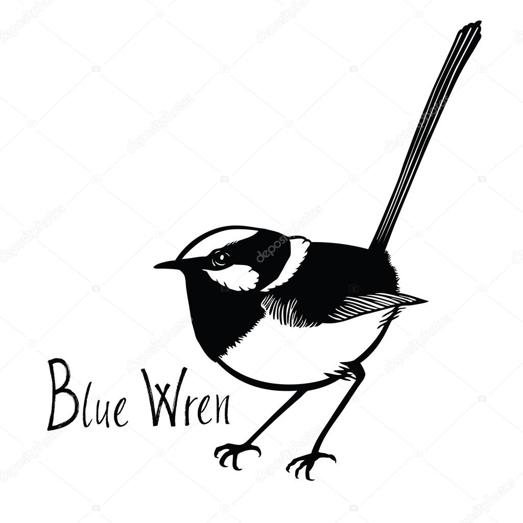 Birds collection Blue Wren Black and white vector