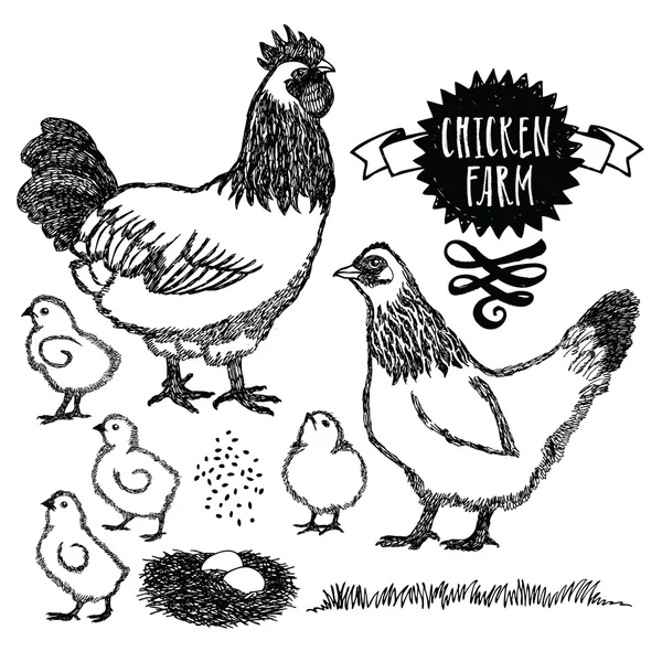 Pollo granja Sussex gallina — Archivo Imágenes Vectoriales