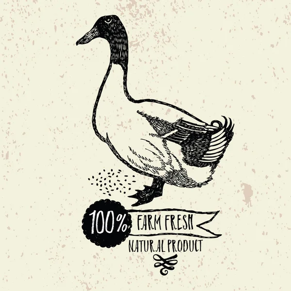 Pato Farm produto natural fresco —  Vetores de Stock