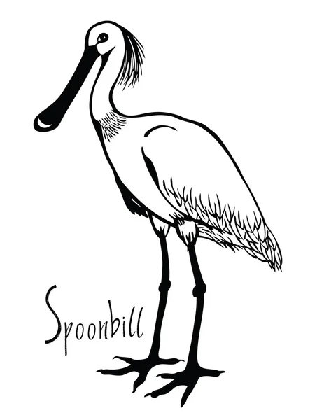 Birds collection Spoonbill Black and white vector — Stock Vector