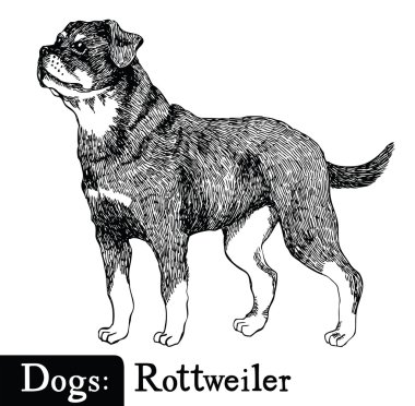 Kroki tarzı Rottweiler köpekler