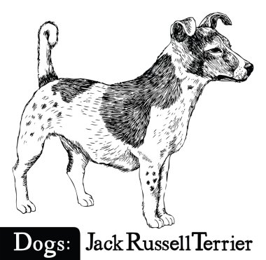 Kroki tarzı Jack Russell Terrier köpek